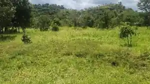 Terreno - Monsenhor Gil, PI