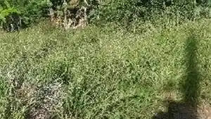 Terreno - Ribeirao Das Neves, MG
