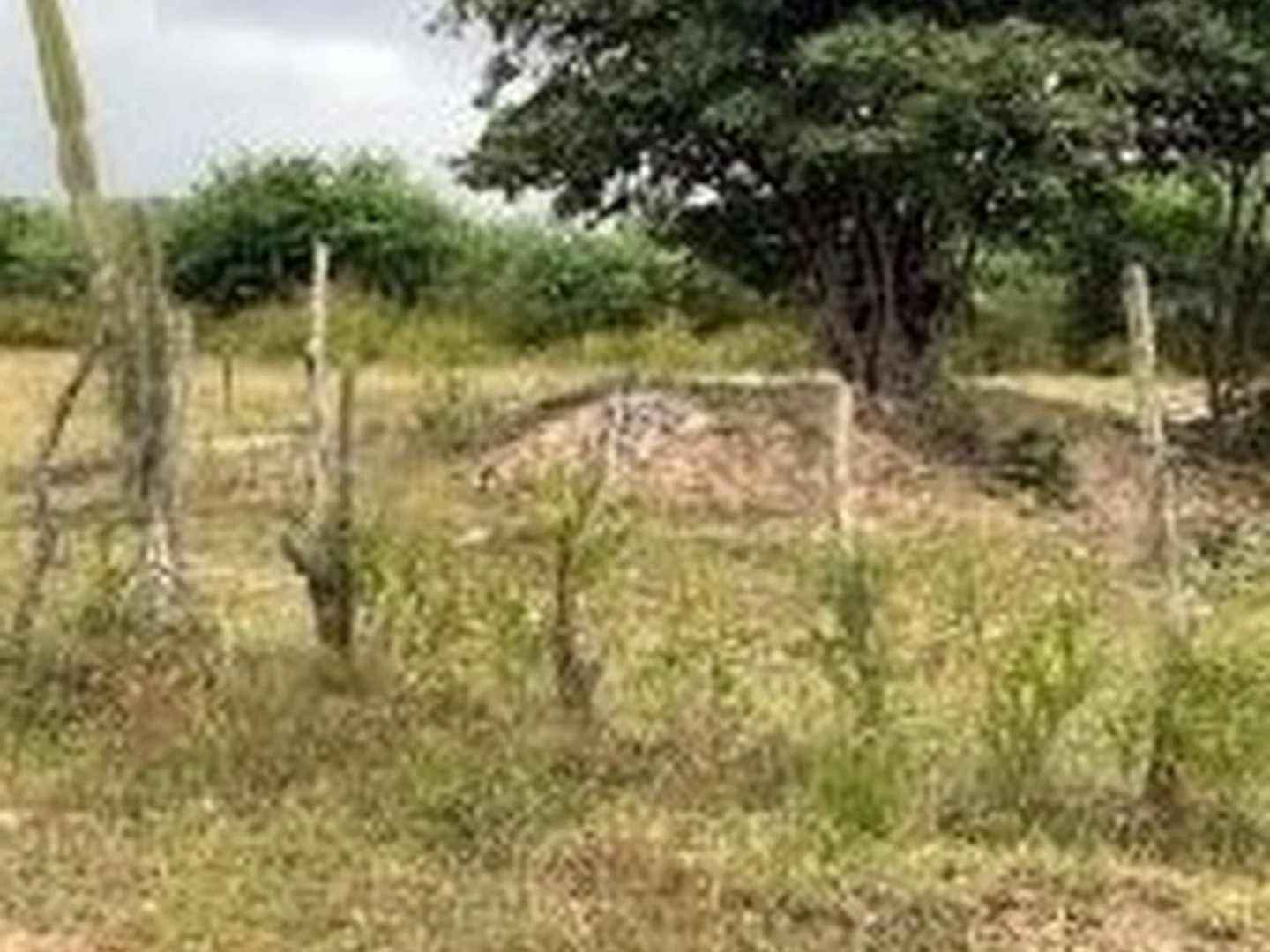 Terreno - Goiana, PE - foto 1