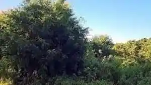 Terreno - Pindoretama, CE