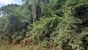 Gleba - Ivai, PR