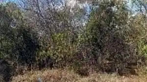 Terreno - Jaiba, MG