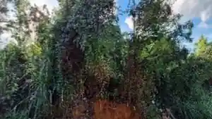 Terreno - Serra, ES