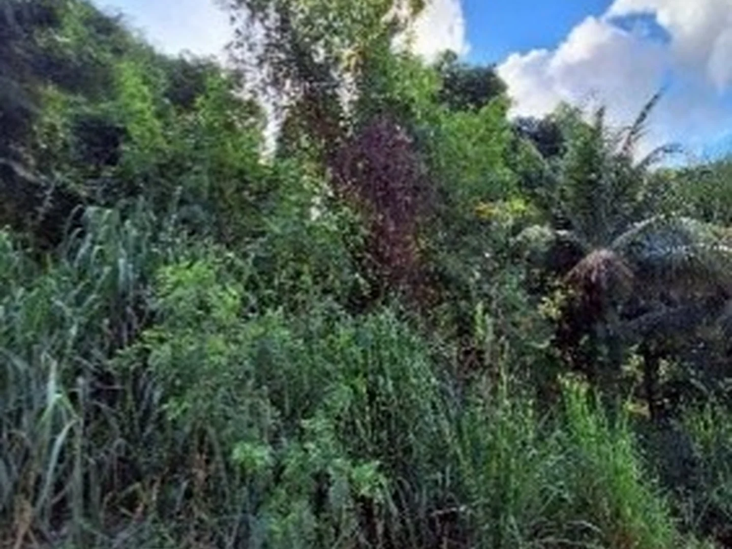 Terreno - Serra, ES - foto 1