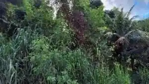 Terreno - Serra, ES