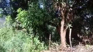 Terreno - Serra, ES