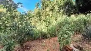 Terreno - Serra, ES