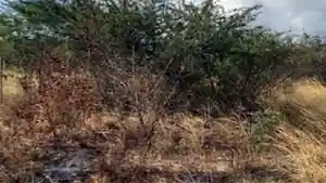 Terreno - Caruaru, PE