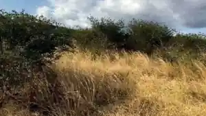 Terreno - Caruaru, PE