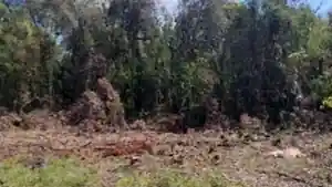 Gleba Urbana - Arvorezinha, RS