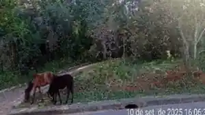 Terreno - Porto Alegre, RS