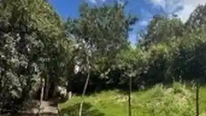 Imóvel Rural - Bezerros, PE