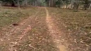 Imóvel Rural - Cataguases, MG