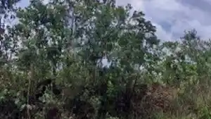 Terreno - Caldas Novas, GO