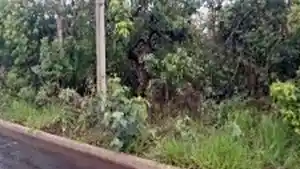 Terreno - Caldas Novas, GO