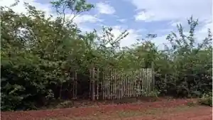 Terreno - Bom Principio Do Piaui, PI