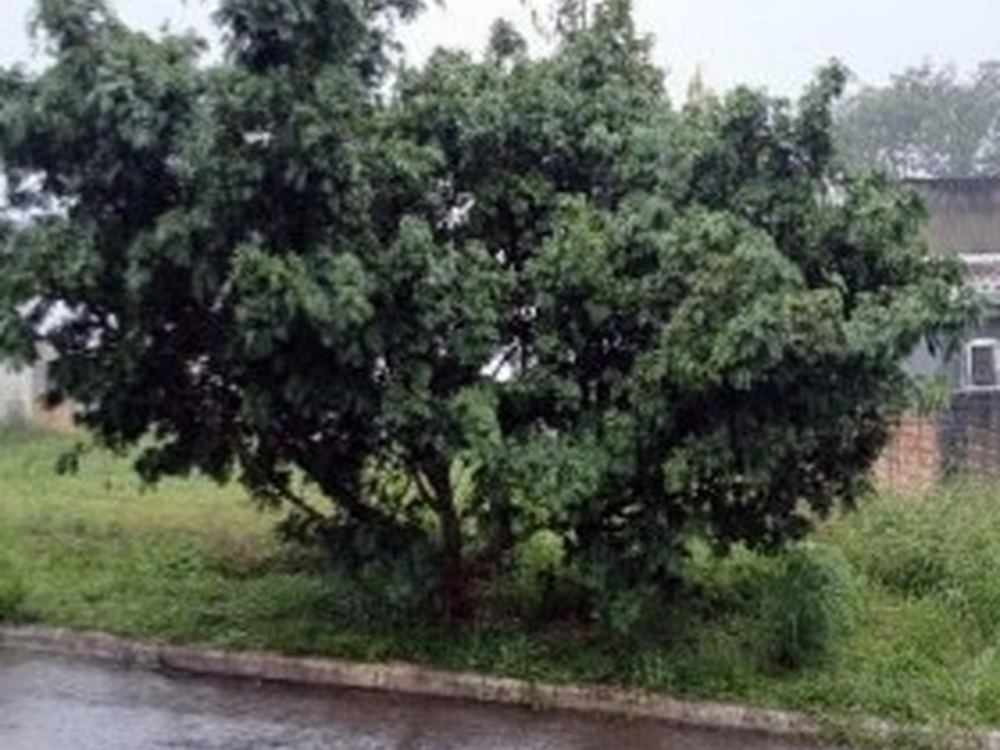 Terreno - Alta Floresta, MT - foto 1