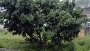 Terreno - Alta Floresta, MT