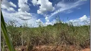 Terreno - Paranatinga, MT