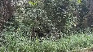 Terreno - Igarape, MG