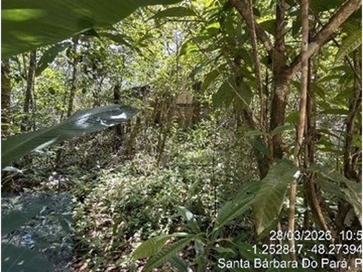 Casa - Santa Barbara Do Para, PA - miniatura 3