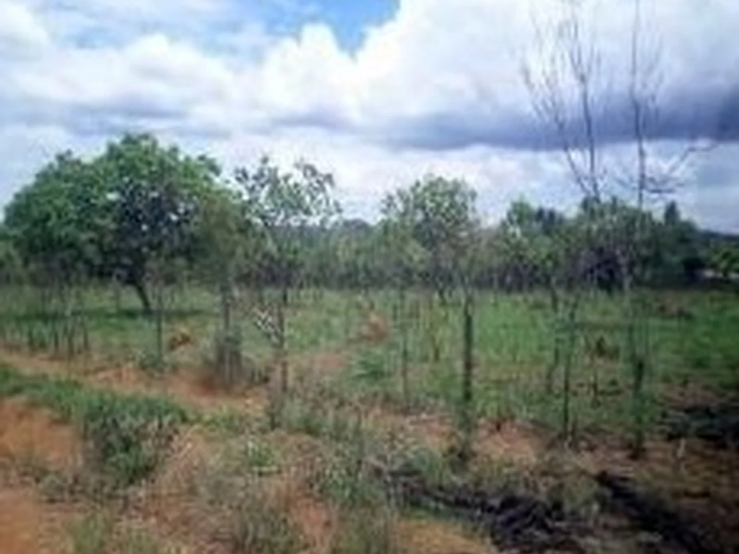 Terreno - Luziania, GO - foto 1