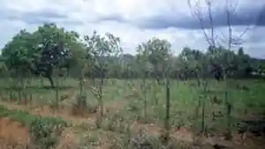 Terreno - Luziania, GO