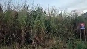 Terreno - Padre Bernardo, GO