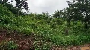 Terreno - Lagoa Do Carro, PE