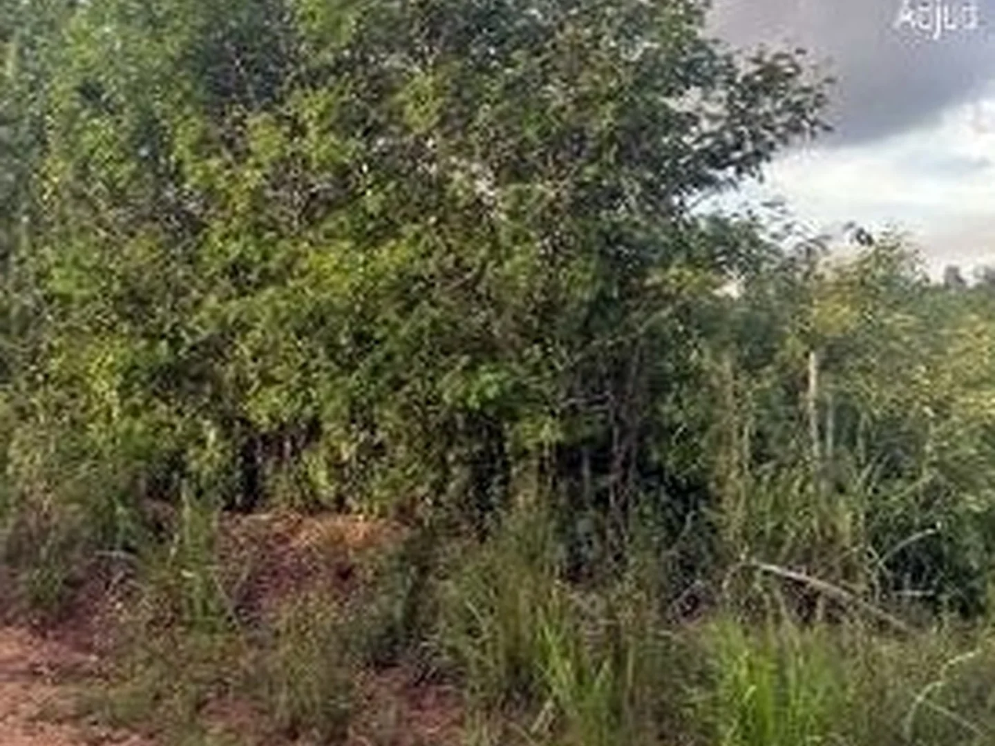 Terreno - Lagoa Do Carro, PE - foto 1
