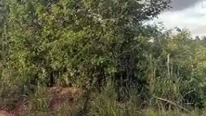 Terreno - Lagoa Do Carro, PE