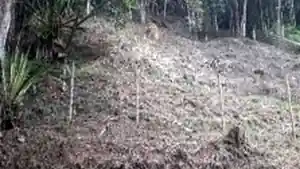 Terreno - Teresopolis, RJ