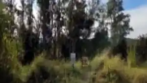 Terreno - Feliz, RS