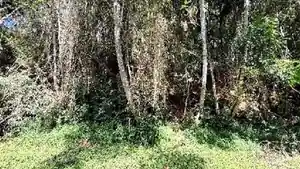 Terreno - Teresopolis, RJ