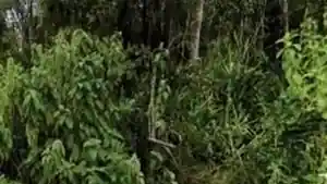 Terreno - Nova Friburgo, RJ