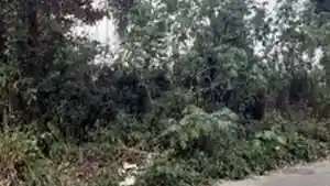 Terreno - Rio De Janeiro, RJ