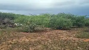 Terreno - Sao Vicente, RN