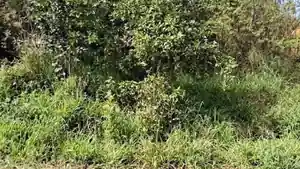 Terreno - Alvorada, RS