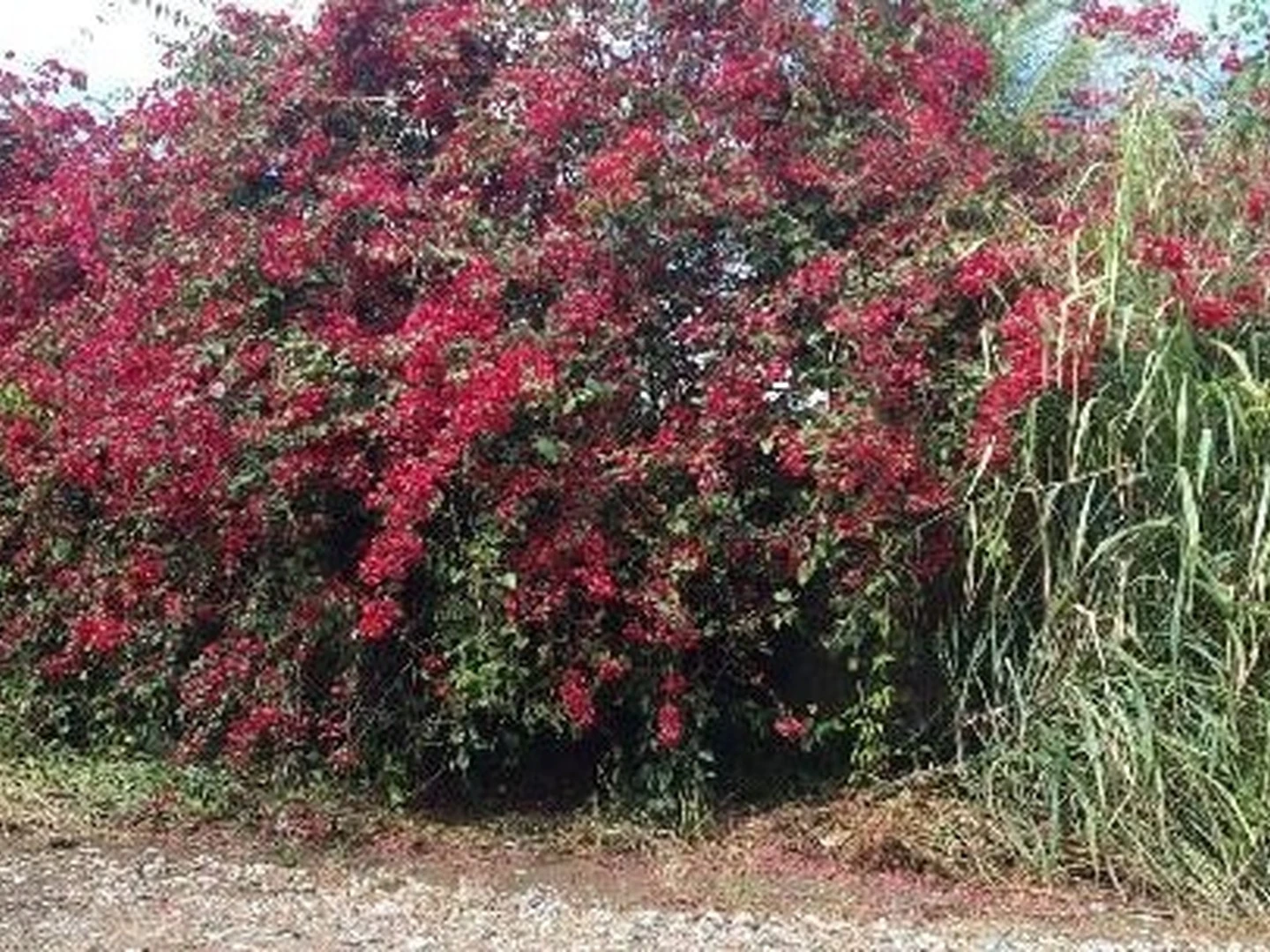 Terreno - Serra, ES - foto 1