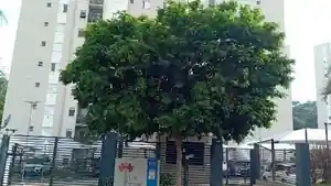 Apartamento - Campinas, SP